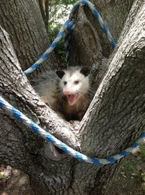 A Opossum