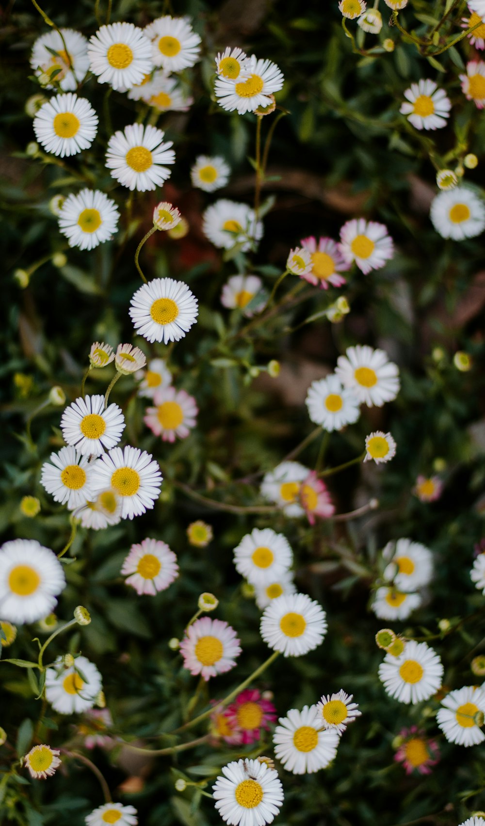 daisy flowers