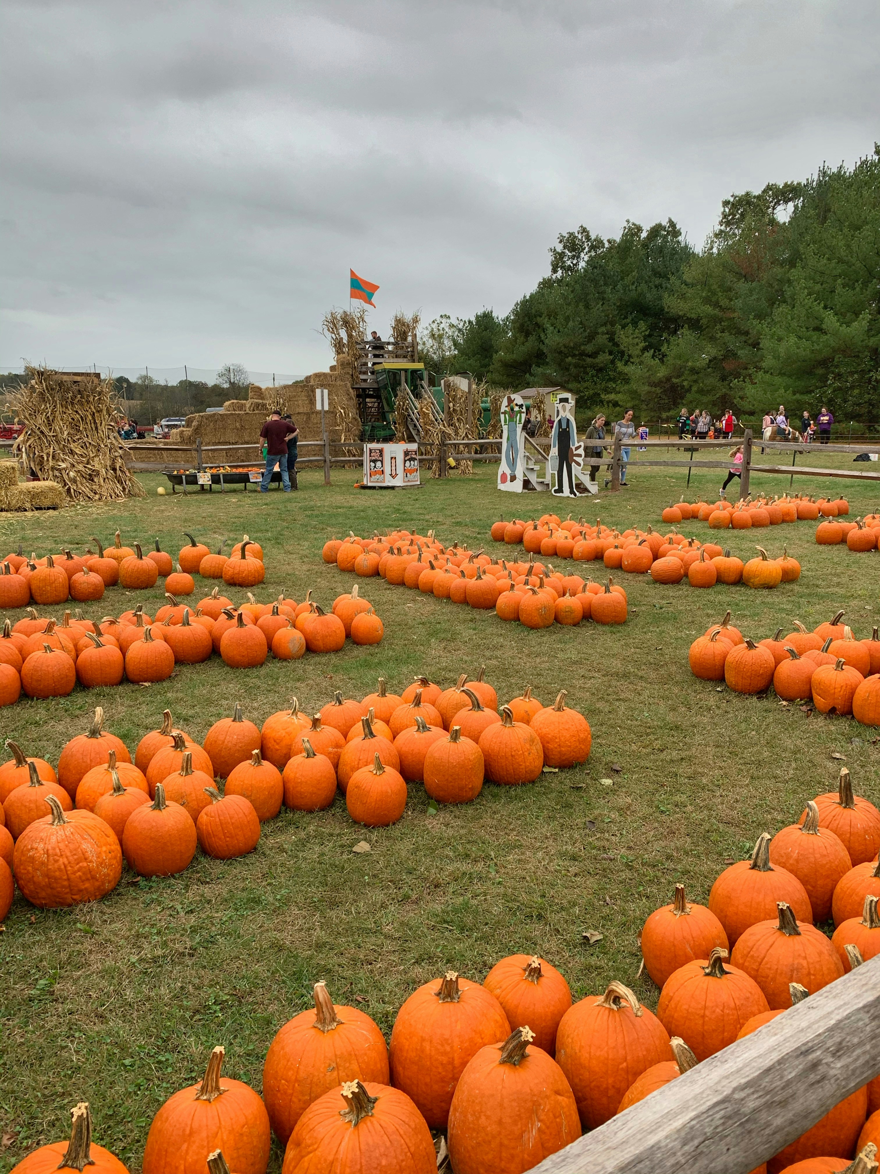 orange pumpkins on ground