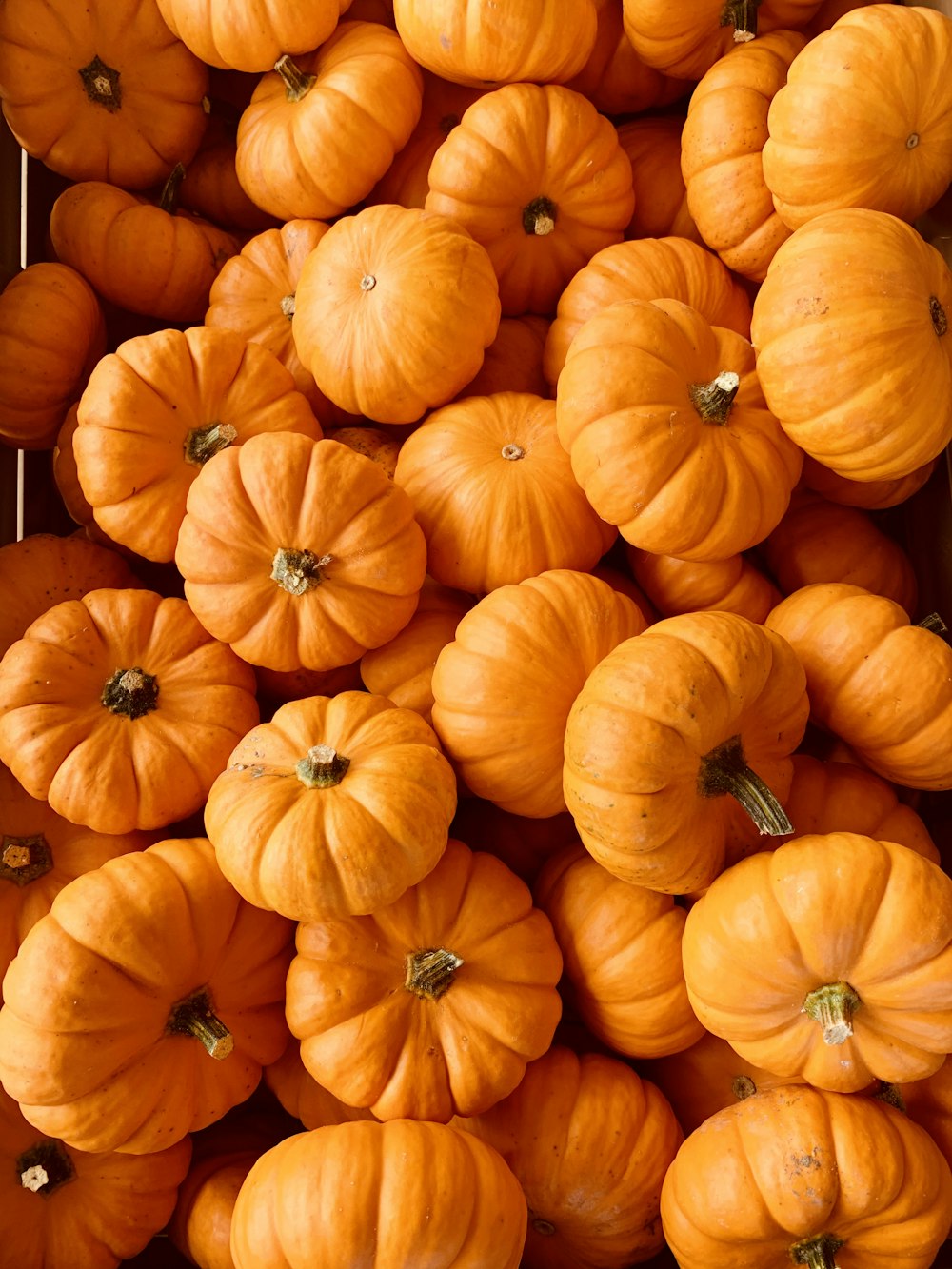 L’île des citrouilles orange