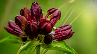 A close-up of a delicate burgundy flower against a soft teal and green background.
