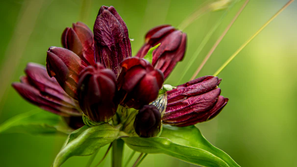 A close-up of a delicate burgundy flower against a soft teal and green background.