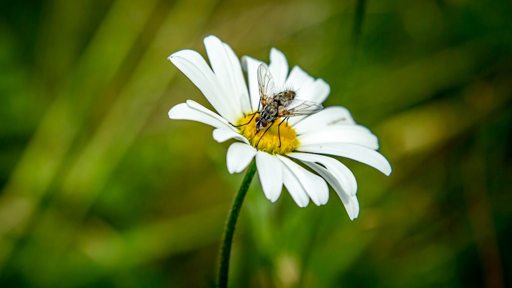insect on white daisy