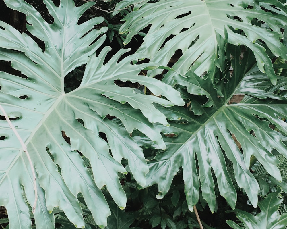 green leaf plants