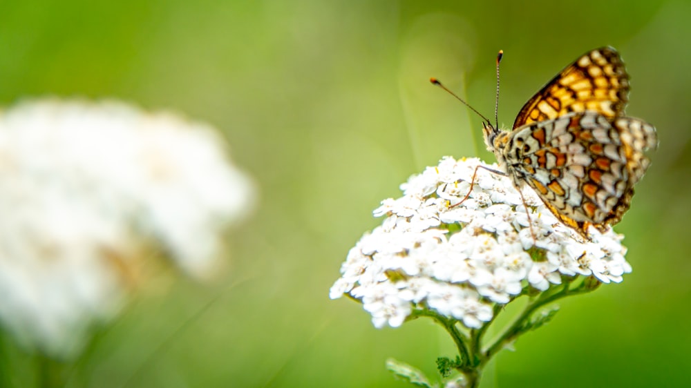 selective focus photography of butterfly hovering on white petaled flower