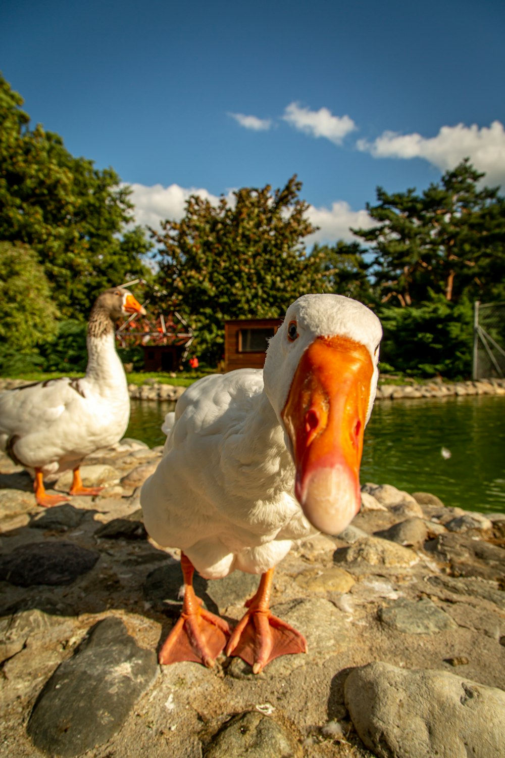 dois patos brancos e alaranjados ao lado do corpo d'água