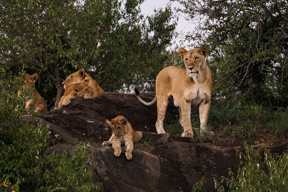 lion, lioness, and cub