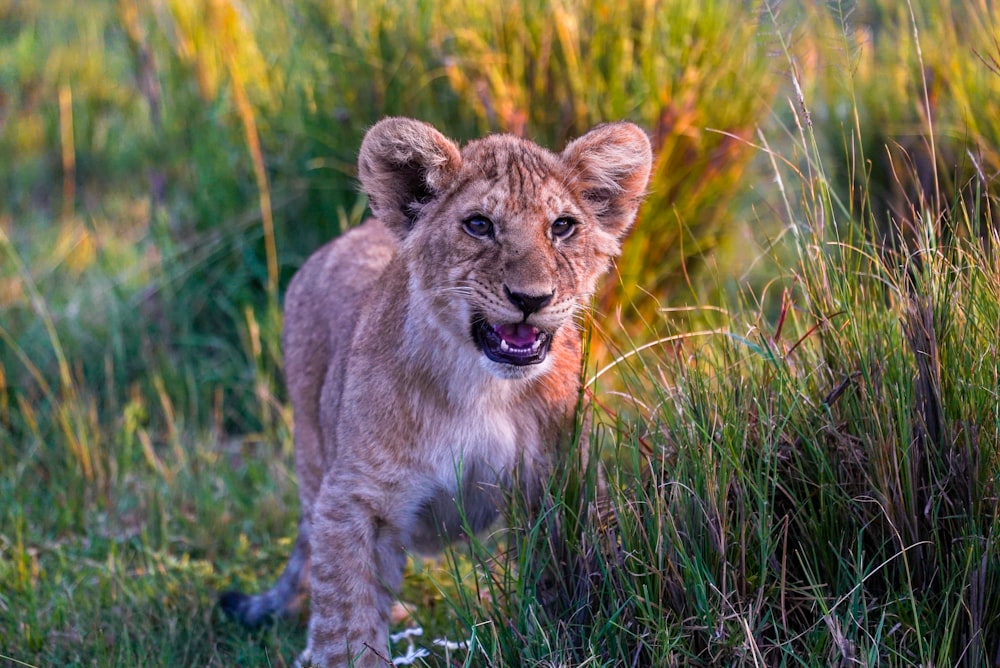 selective focus photography of lion cub standing on grass during daytime