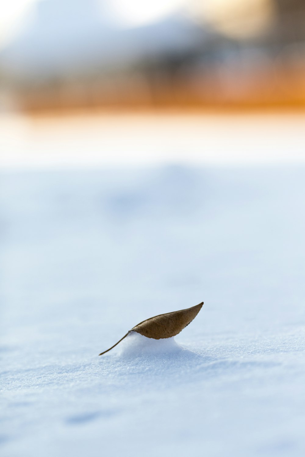 brown leaf