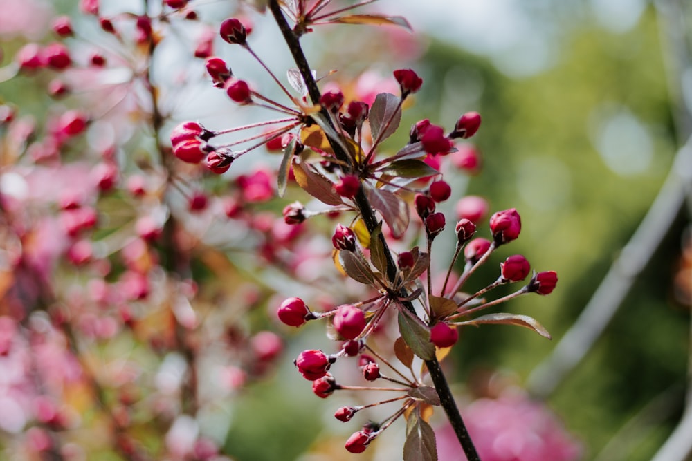 pink petaled flowers