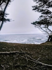 A serene seaside background with walnut tree branches framing the view, symbolizing strength and calm.