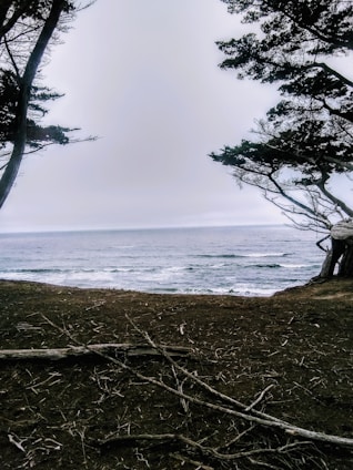 A serene seaside background with walnut tree branches framing the view, symbolizing strength and calm.