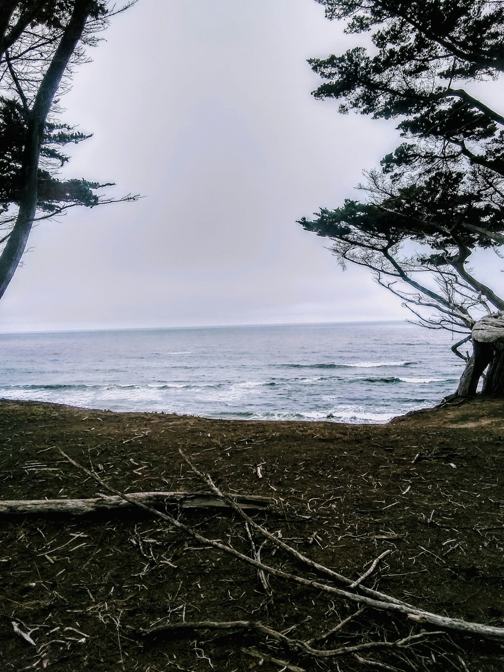 green-leafed trees near body of water under white sky