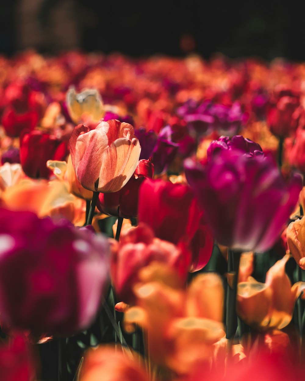 Campo de flores de tulipa roxo e laranja