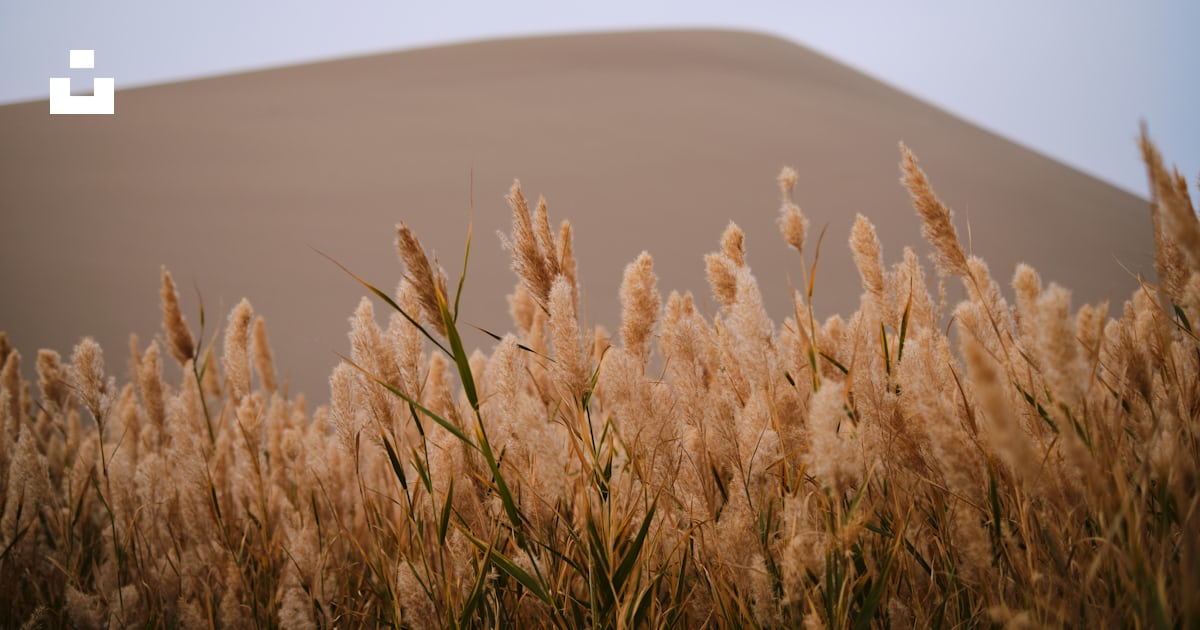 Beige rice weath photo – Free Reed Image on Unsplash