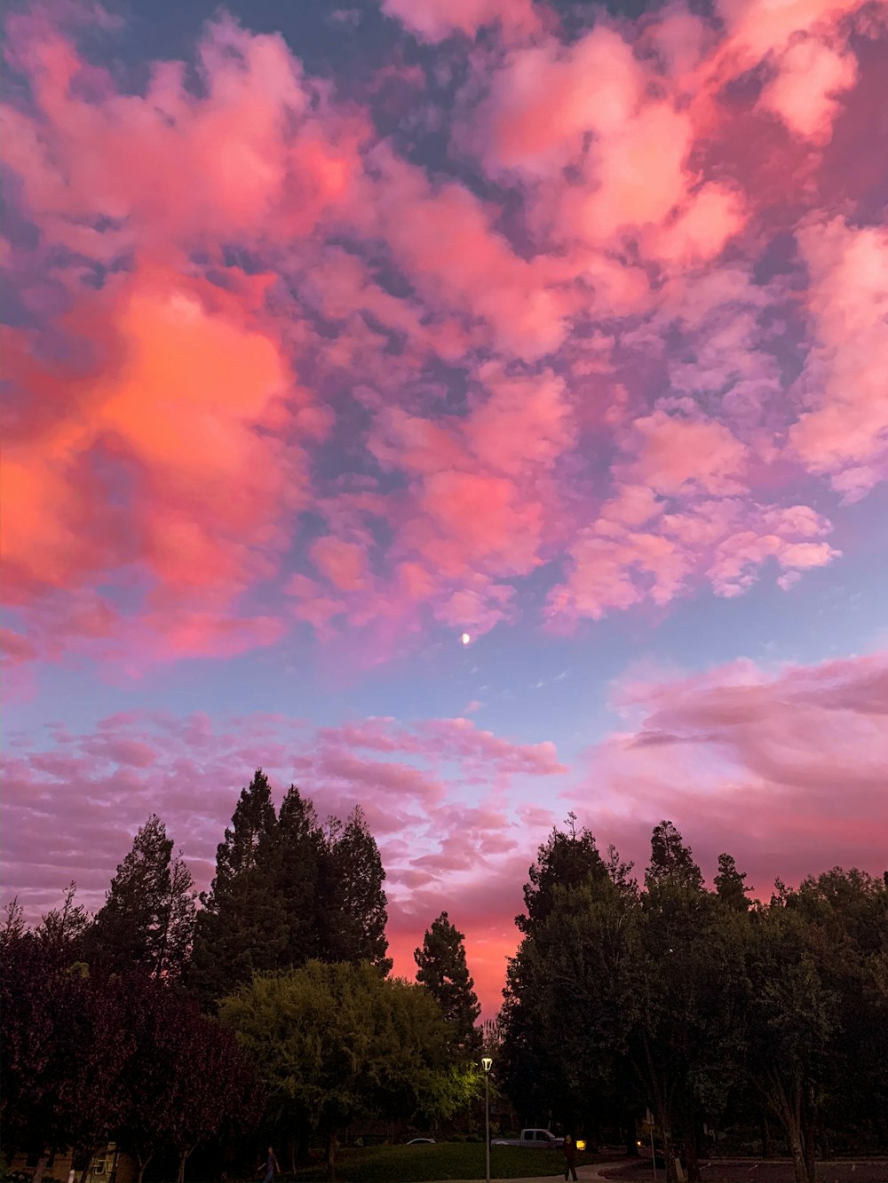 trees during sunset