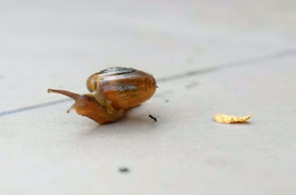A small snail is positioned on a smooth, light-colored surface, moving towards a curled-up, dried yellow leaf. A tiny black ant is located nearby, appearing to interact with or observe the snail.