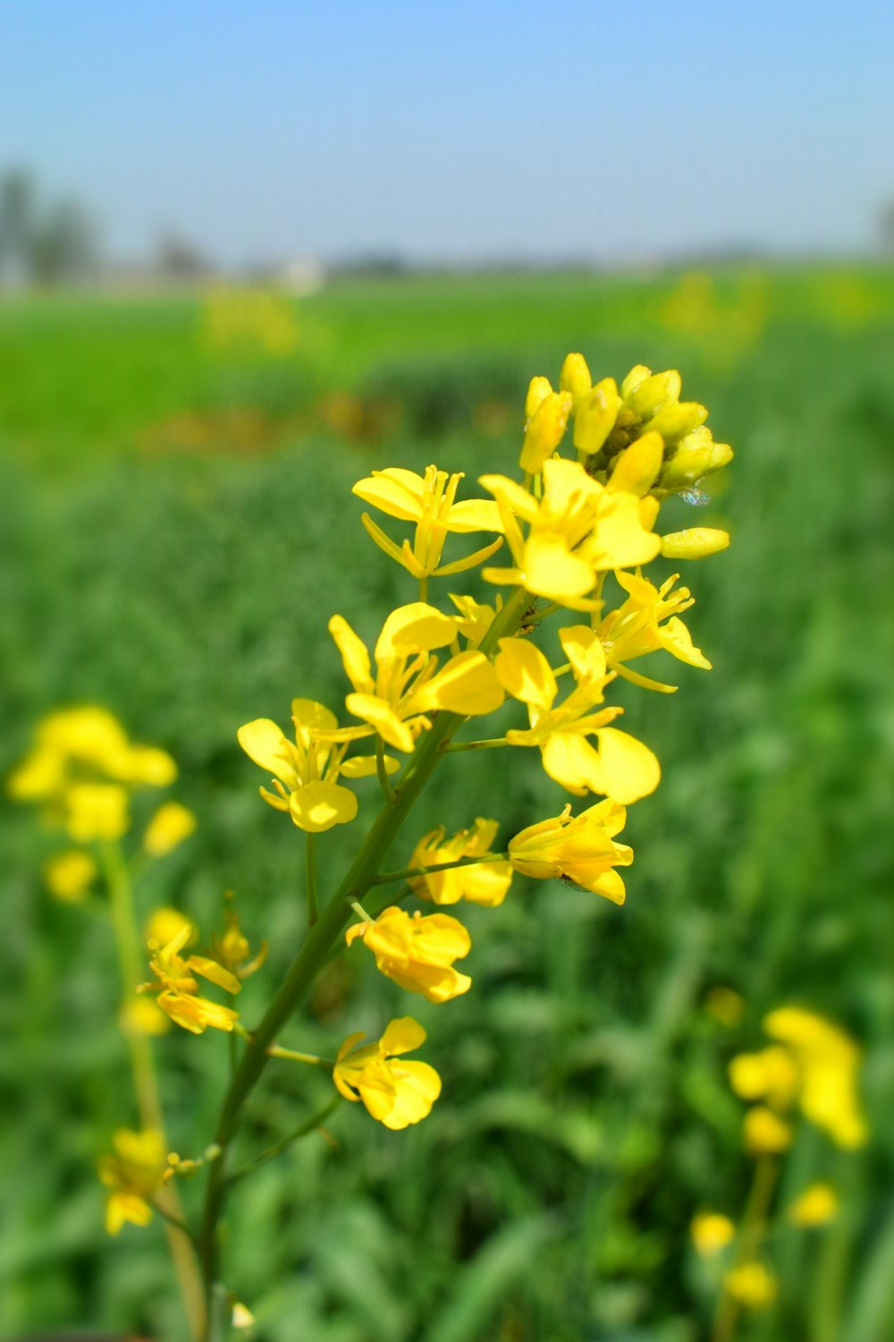 Fotografía de primer plano de flor de pétalos amarillos