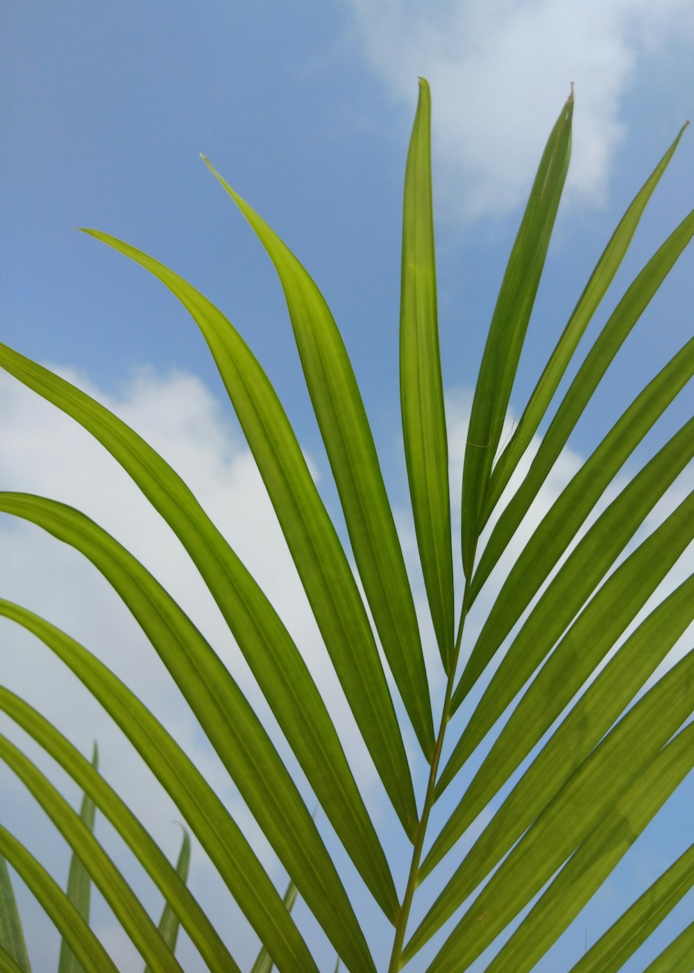 green-leafed plant