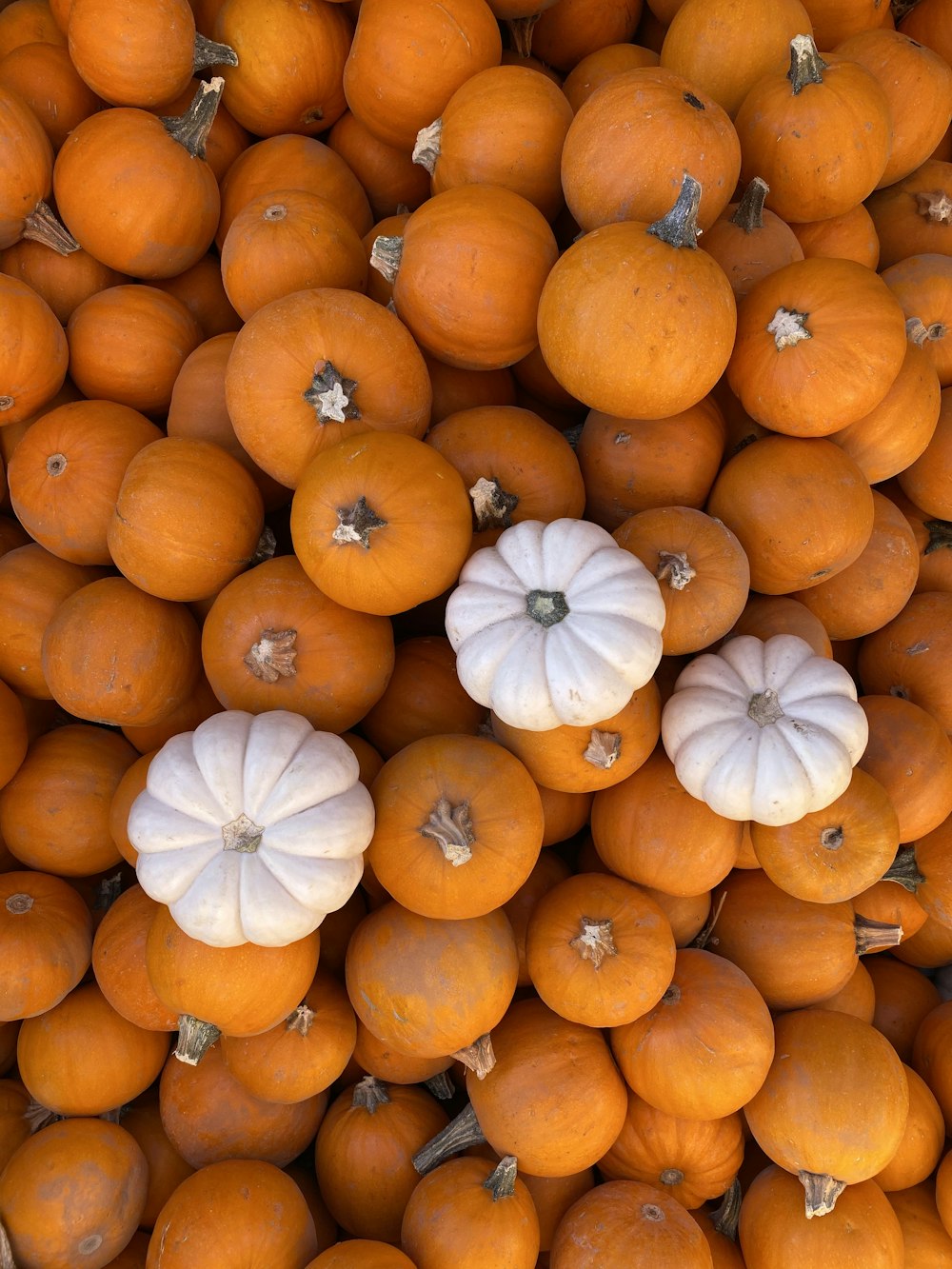 bunch of pumpkins