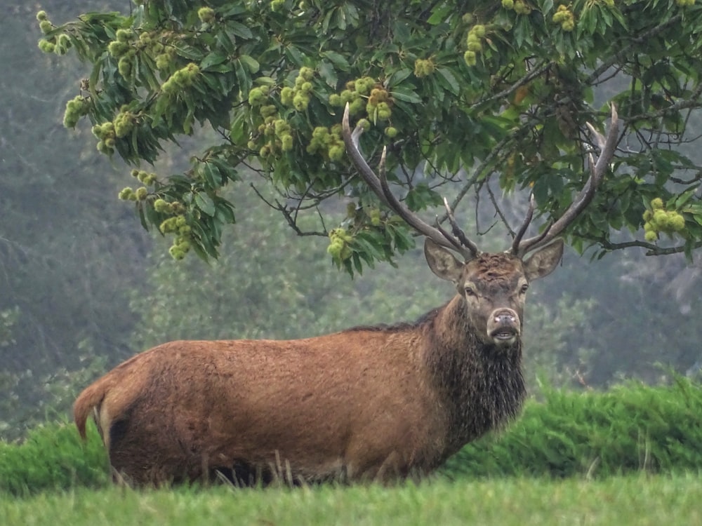 cervo marrom na floresta