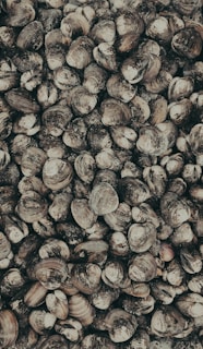 clam shell lot