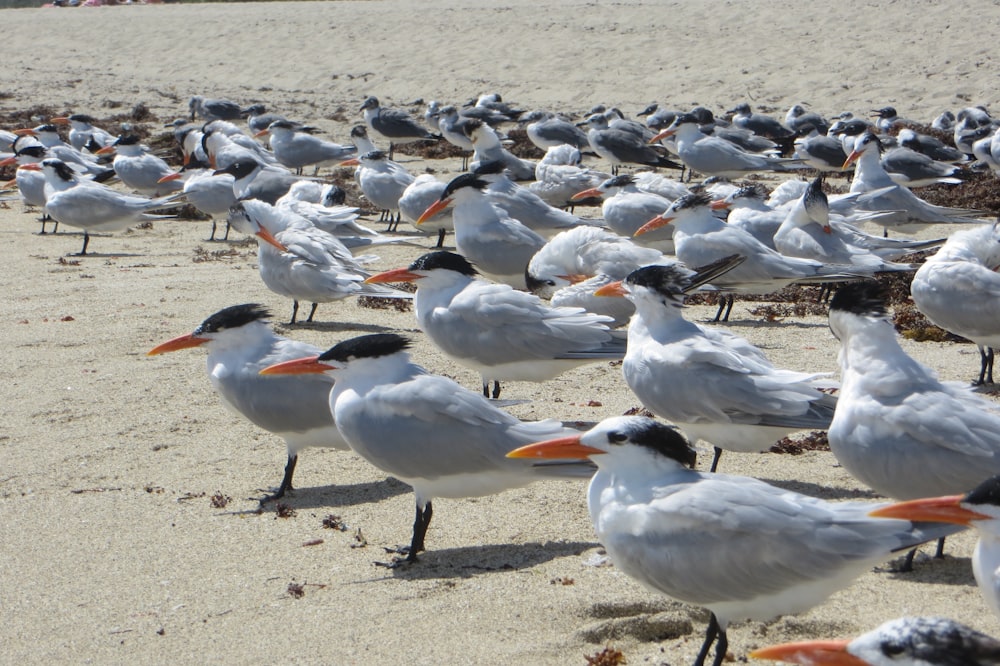 flock of birds on shore