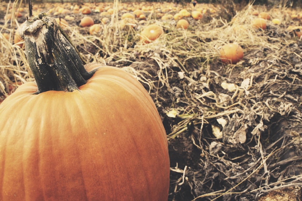 orange pumpkin