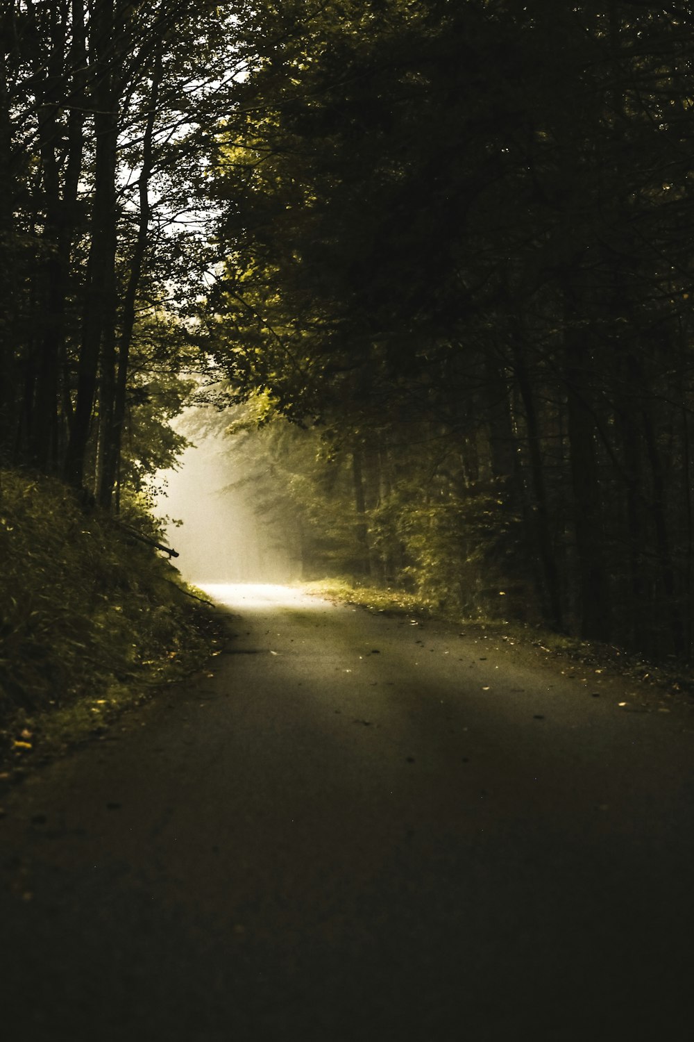 green trees beside road