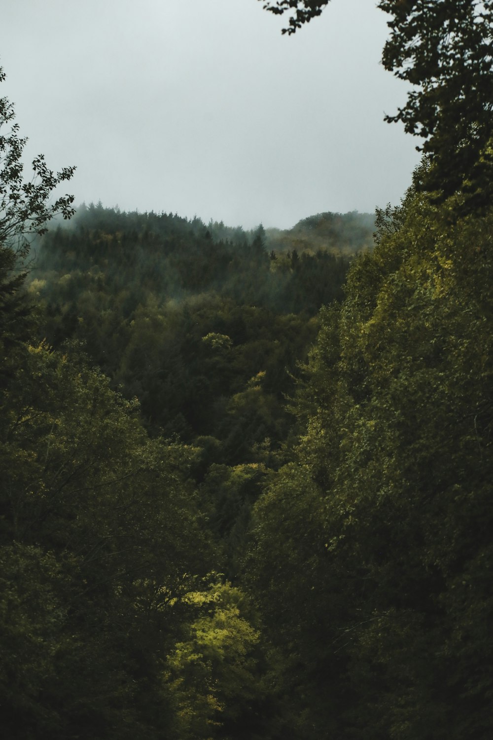 green leafed trees