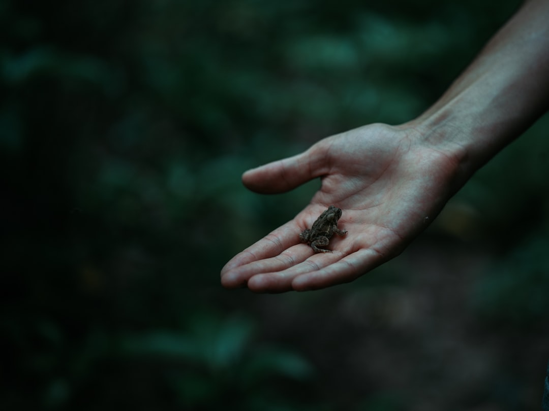 person holding brown seeds