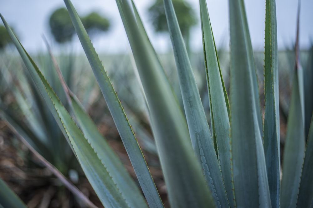 green plant macro photography