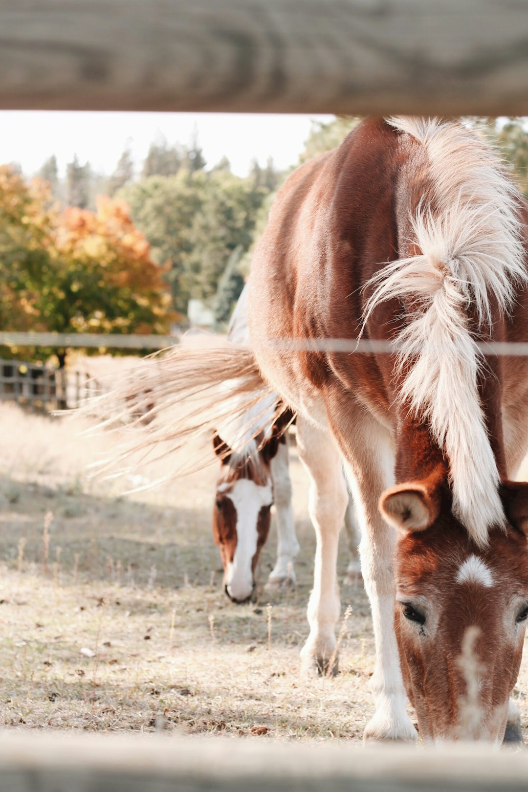 horse beside fence