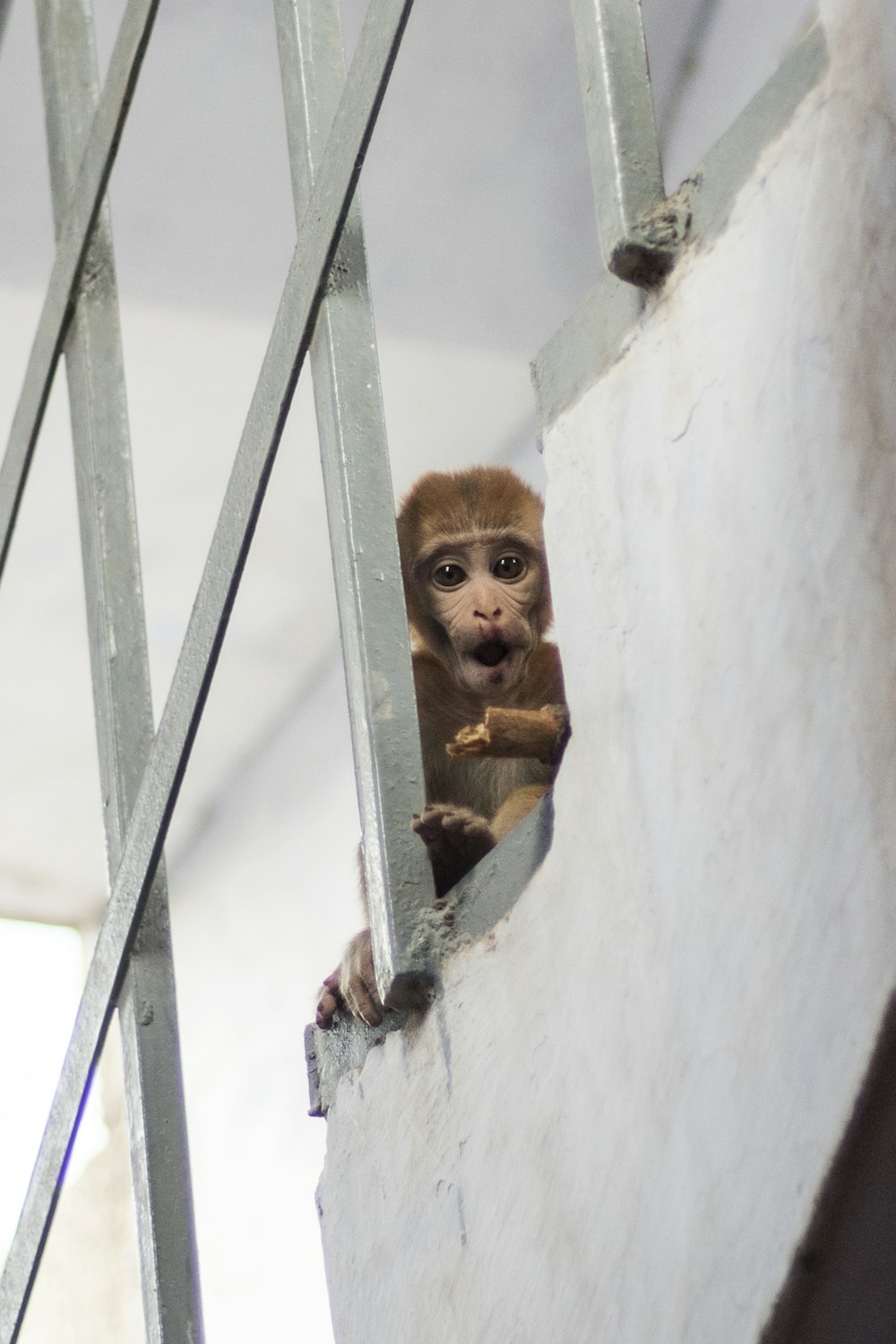 brown primate