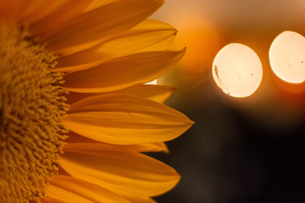 half view of sunflower