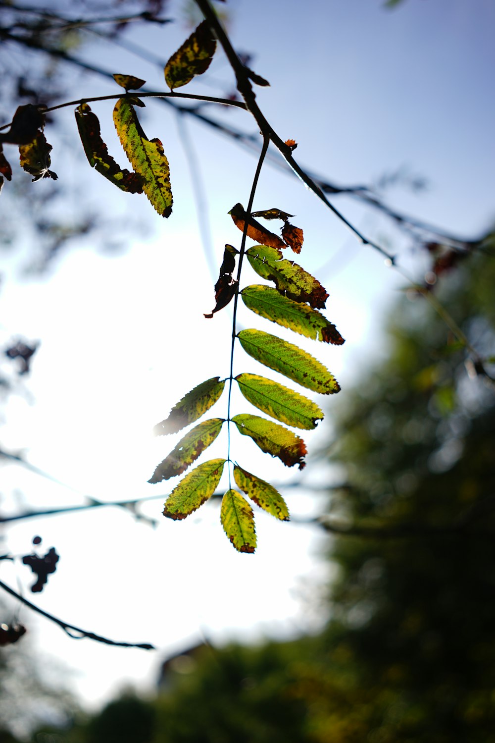 green tree