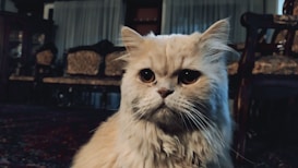 A fluffy, long-haired cat with a cream-colored coat is in focus, situated in a room with vintage, ornate furniture. The background has chairs with intricate upholstery and curtains drawn over windows.