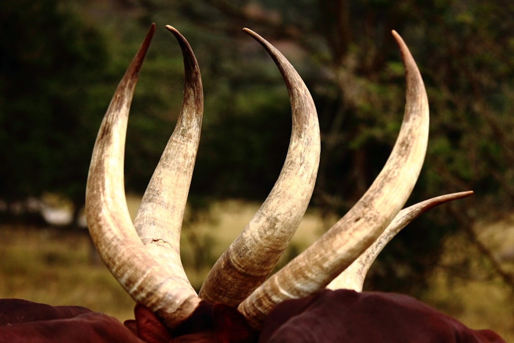 macro photography of beige animal horns