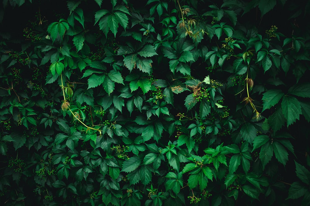 green-leafed tree