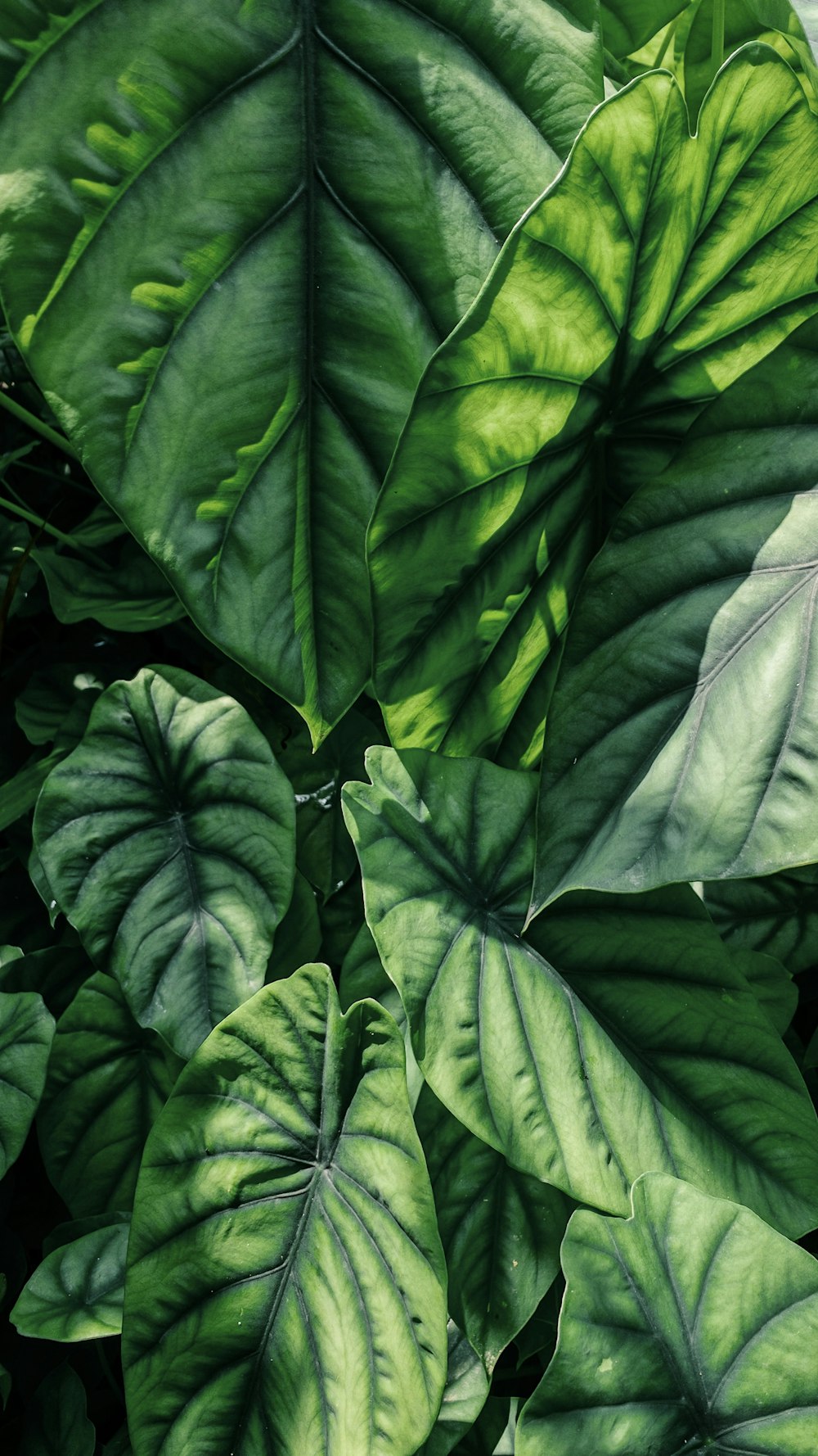 green-leafed plants