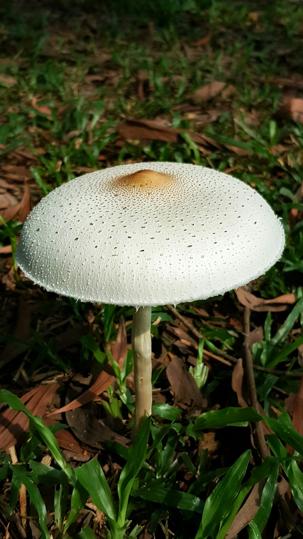 white mushroom