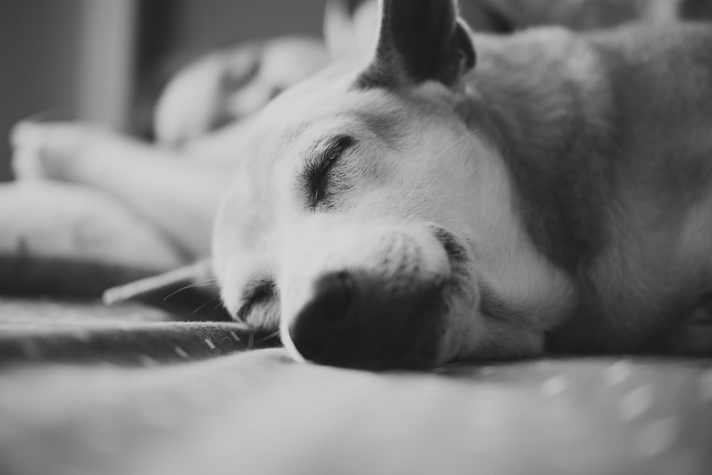 grayscale photo of dog