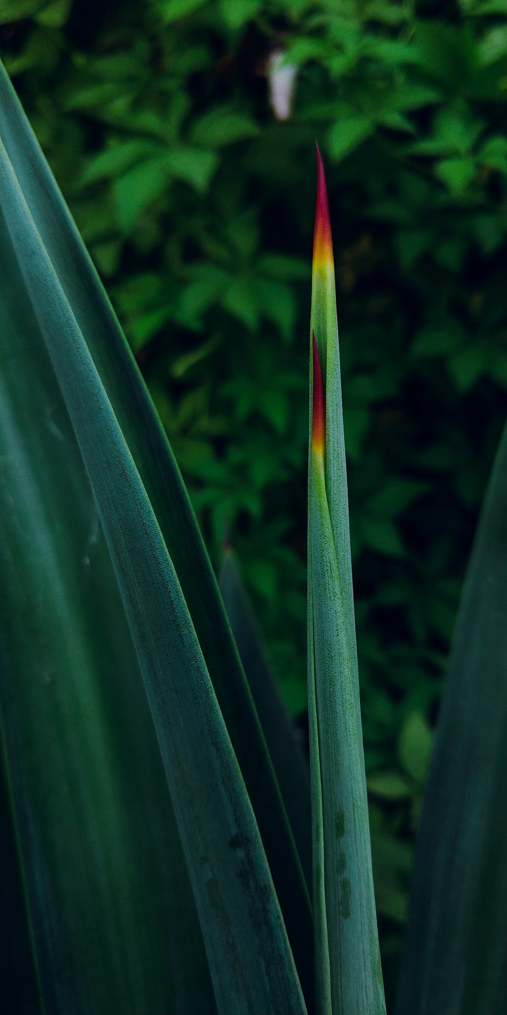 Un primer plano de una planta verde con una franja roja y amarilla