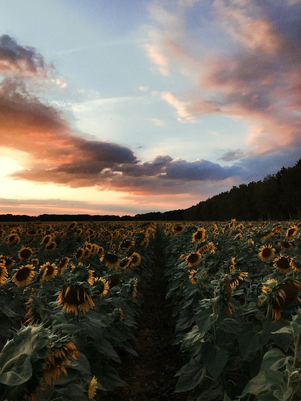 yellow sunflower field