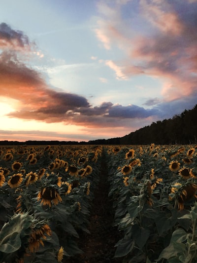 yellow sunflower field