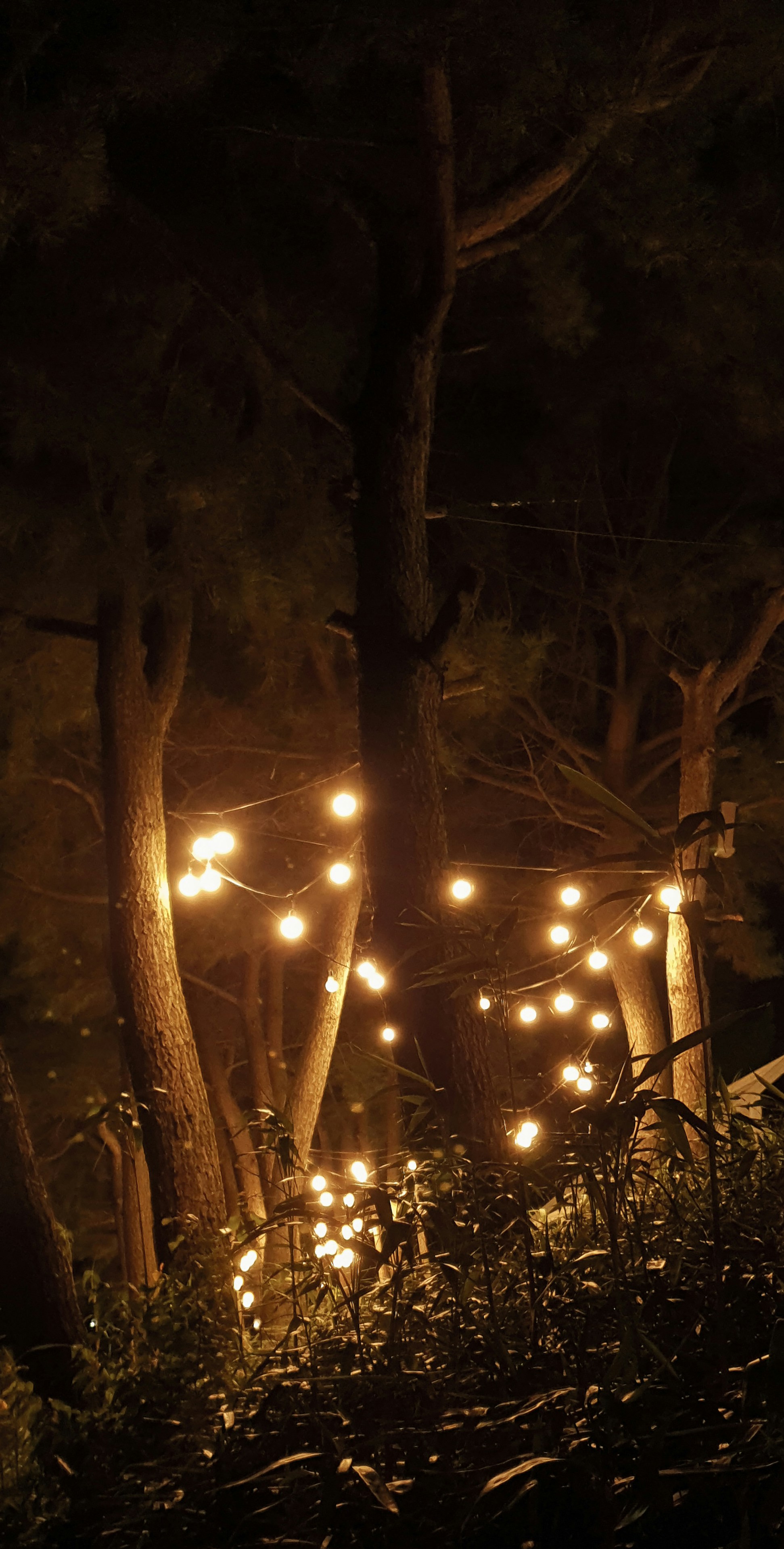 Backyard at night with string lights and path lighting