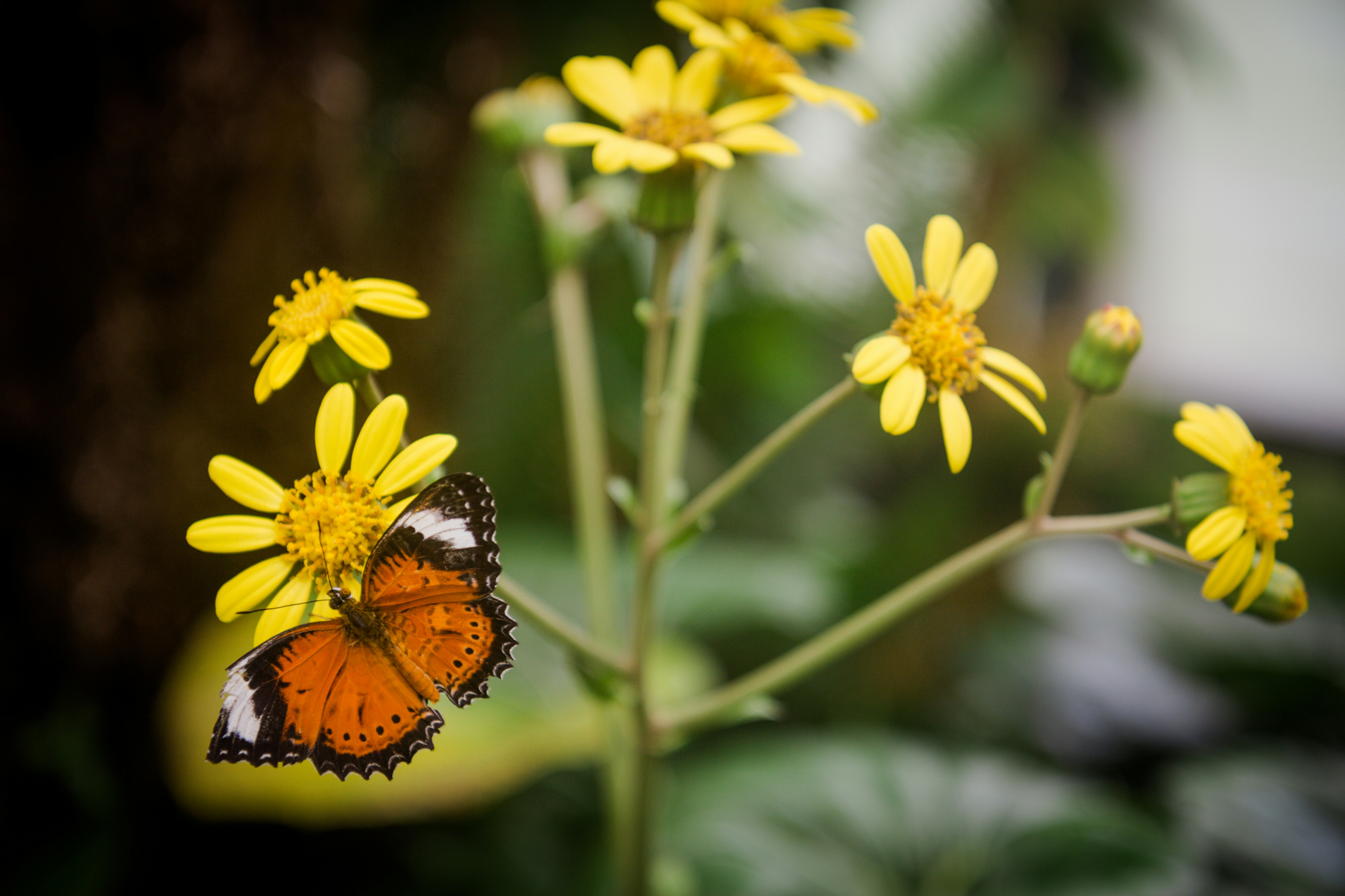 monarch butterfly on yellow flower