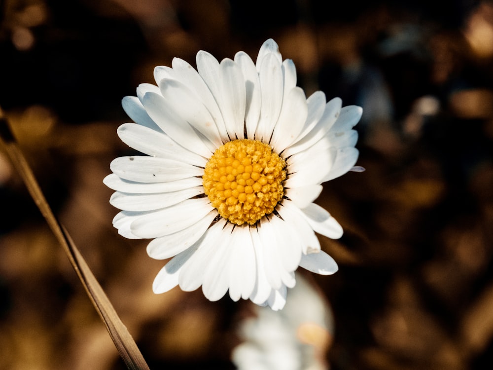 white and yellow petaled flower