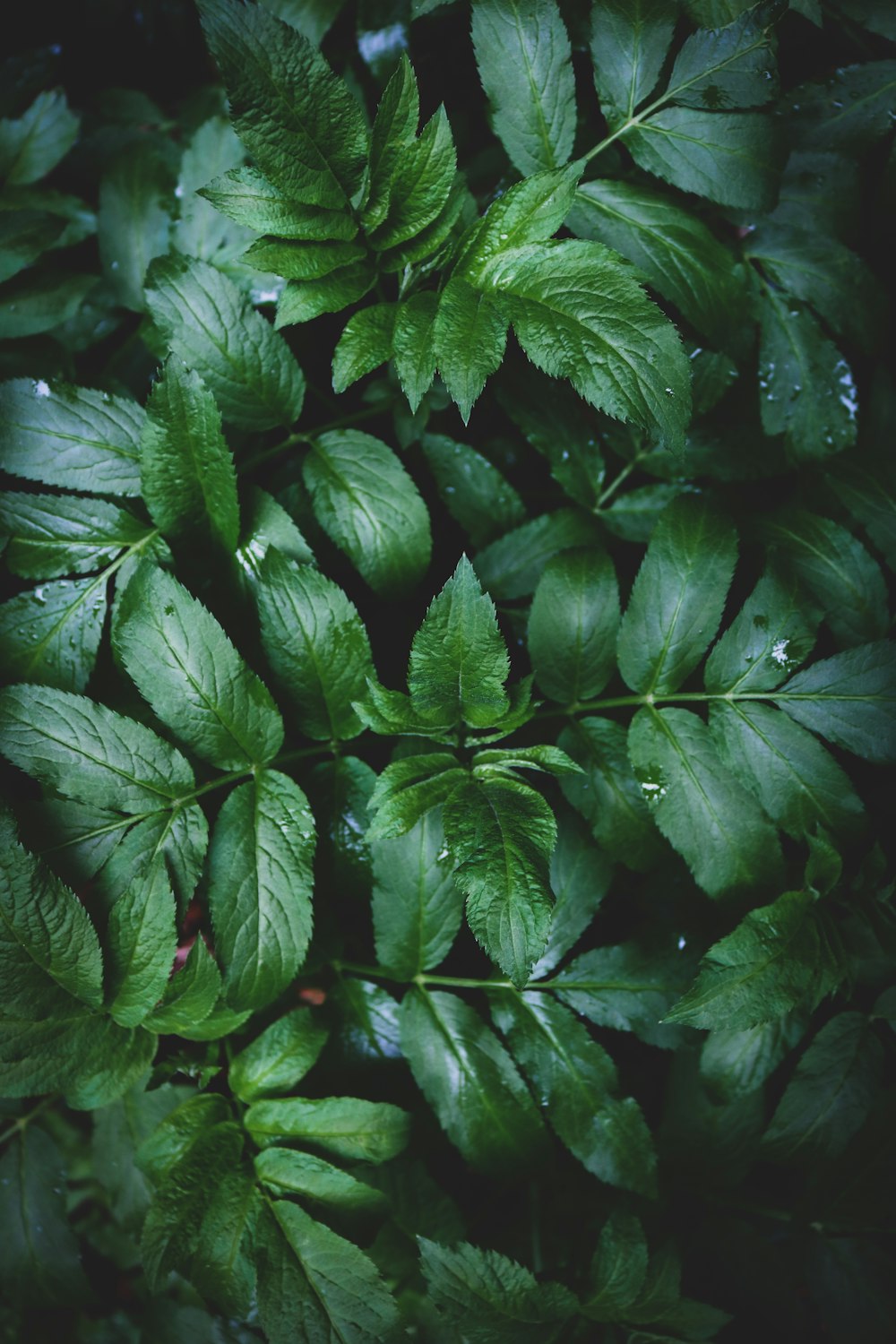 green leafed plant