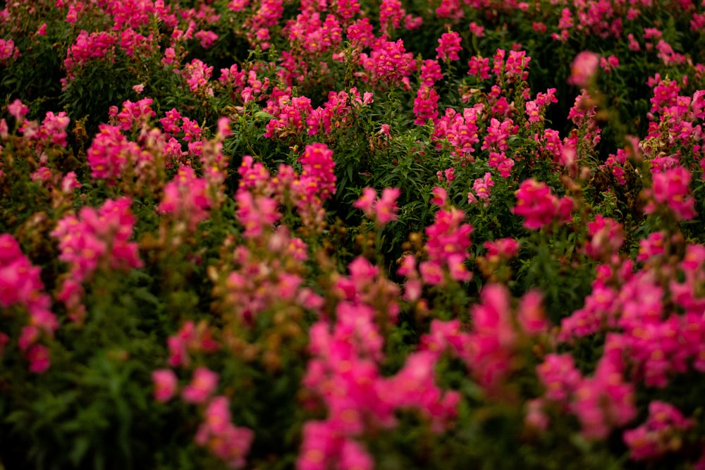 pink flowers scenery